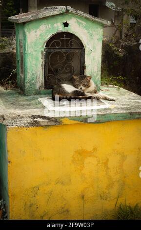 Gatto dormendo su una tomba in un cimitero messicano Foto Stock