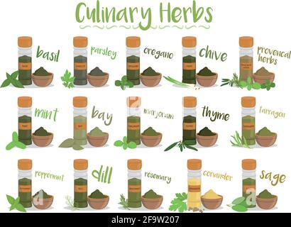 Set di 15 diverse erbe culinarie in stile cartone animato. Illustrazione Vettoriale