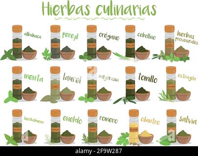 Set di 15 diverse erbe culinarie in stile cartone animato. Nomi spagnoli. Illustrazione Vettoriale