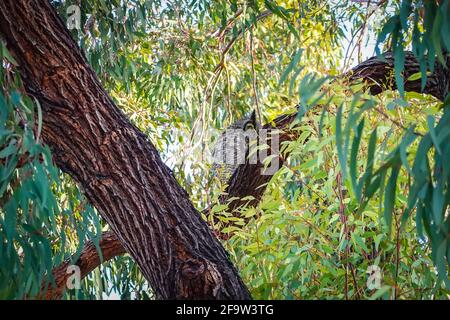 Shy Great Horned Owl che svetta da dietro, Bubo virginianus arroccato su un albero nel suo habitat naturale nella città di Irvine, Orange County, California Foto Stock