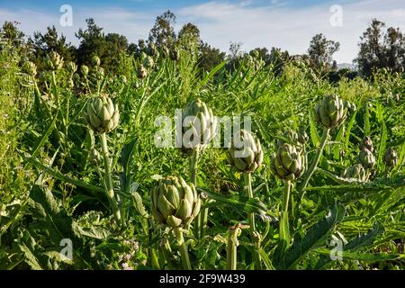 Carciofi che crescono in un campo stradale presso la fattoria certificata Smith Organic nella città di Irvine, California ; USA. Cynara cardunculus var. Scolymus Foto Stock