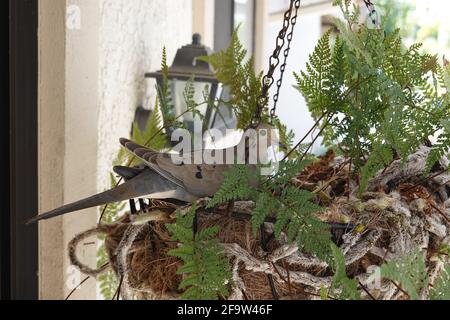 Mourning dove (Zinaida macroura) nidificazione in un cestino appeso in un giardino residenziale della casa in California, Stati Uniti Foto Stock