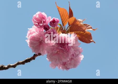 Fiorente ramo di un albero in fiore di Kanzan Cherry su un cielo blu chiaro, la luce del sole colpisce la cima per un drammatico effetto di illuminazione dei fiori rosa Foto Stock