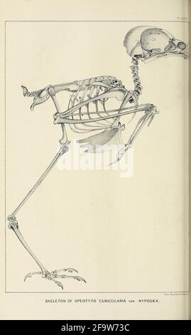 Bollettino del Nuttall Ornithological Club Cambridge, Mass. :The Club,[1876-1883] https://biodiversitylibrary.org/page/52894145