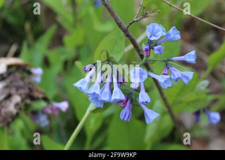 Primo piano dei bluebells della Virginia a Miami Woods a Morton Grove, Illinois Foto Stock