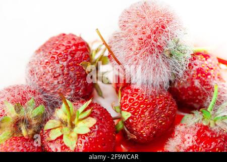 Botrytis grigio muffa fungo sporulazione su bacche . Raccolto di fragole rovinato Foto Stock