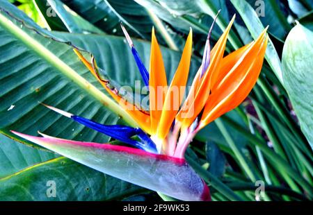 primo piano di uccelli di fiori tropicali di paradiso preso in Il paradiso di maui Hawaii usa Foto Stock