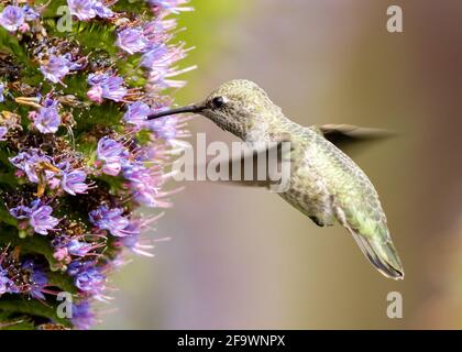 Anna Hummingbird adulta femmina alimentazione su orgoglio di Madera nettare. Palo Alto Baylands, Contea di Santa Clara, California, Stati Uniti. Foto Stock