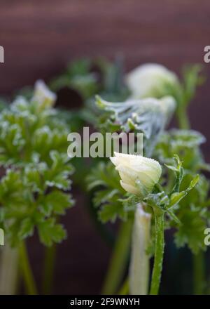 bianco anemone fiore coperto in prime mattine gelo verticale immagini con uno sfondo verde in fuoco selettivo per aiutare copyspace Foto Stock