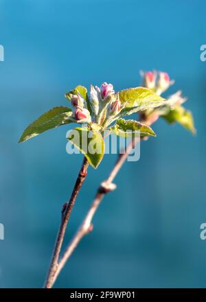 abbastanza primo piano su macro di fiori di mela in erba sparato dentro luce della primavera del mattino con uno sfondo blu su cui è possibile copiare lo spazio in alto Foto Stock