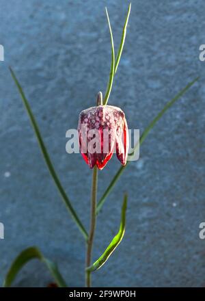 Immagine verticale di Fritillaria meleagris conosciuta come la pianta del serpente coperto in una tarda primavera gelo in una mattina soleggiata sfondo fuoco selettivo sfocato Foto Stock