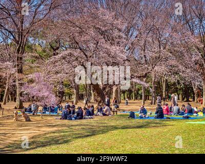 24 marzo 2019: Tokyo, Giappone - la gente si riunisce per gli hanami, la fioritura dei ciliegi, sotto gli alberi nel parco di Yoyogi, Tokyo. Foto Stock