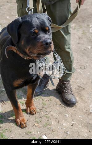 Un cane militare si siede ai piedi del suo proprietario. Un soldato con il suo Rottweiler. Animale domestico adulto pronto ad attaccare. Vista dall'alto in un angolo. Cane di manutenzione. Foto Stock