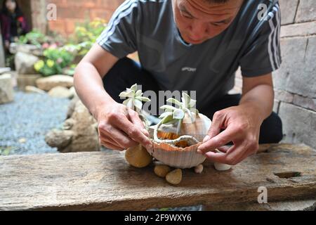 (210421) -- JINJIANG, 21 aprile 2021 (Xinhua) -- Cai Jingxiang trasforma una pianta succulente in una conchiglia raccolta dalla spiaggia presso la sua sala espositiva di derive marine nella città di Jinjiang, nella provincia del Fujian della Cina sudorientale, il 19 aprile 2021. Il CAI Jingjiang, un designer di annunci pubblicitari di carriera, è tornato cinque anni fa alla sua città natale al villaggio di Tangdong, città di Jinjiang. Trovò ispirazione dalle derive marine lavate a riva vicino al suo villaggio, molte delle quali in forme uniche. Un giorno dopo l'altro, Cai ha cercato attraverso la spiaggia e ha portato a casa derive con potenziale artistico, An Foto Stock