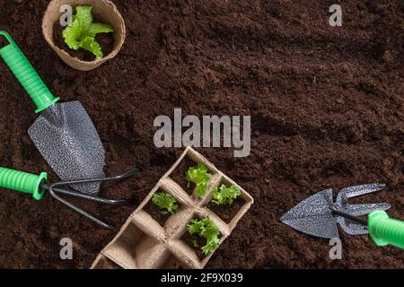 pala, pianta verde in vasi di piantagione di torba e rastrello sulla parte anteriore del terreno arato. giardino vegetale cortile che pianta concetto con spazio di copia Foto Stock
