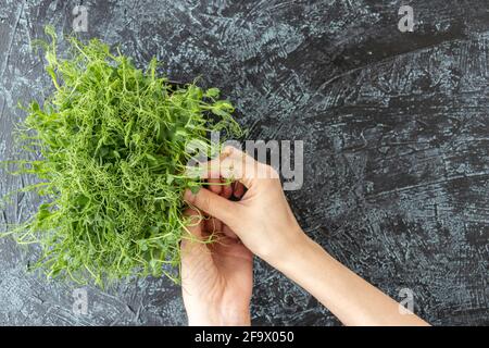Le mani femminili scopano giovani germogli di piselli o fagioli. Insalata verde, succosa, fresca in contenitore su fondo nero testurizzato. Concetto di cibo sano. Foto Stock