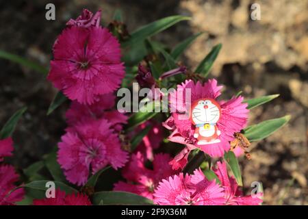 Delizioso doraemon rosso per decorare il giardino posto su un fiore rosa al mattino. Foto Stock