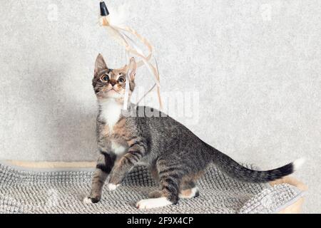 Divertente gattino grigio a righe che gioca con un giocattolo fatto di piume. Primo piano, messa a fuoco selettiva Foto Stock