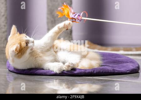 Un gatto rosso e bianco soffiato è sdraiato sul tappetino e gioca con un giocattolo su un bastone. Gatto interno, primo piano, sfondo sfocato Foto Stock