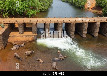 Bufali seduti nel fiume durante le calde giornate estive, fiume Kajali, Ratnagiri, Maharashtra, India. Foto Stock