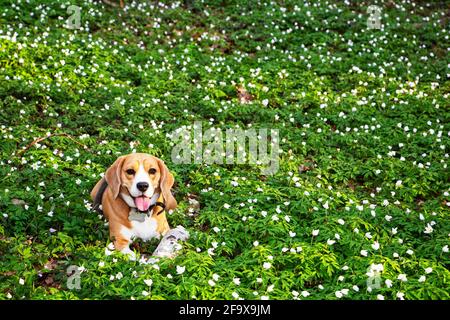 un cane da aquila nella foresta primaverile, circondato da fiori di bosco Foto Stock