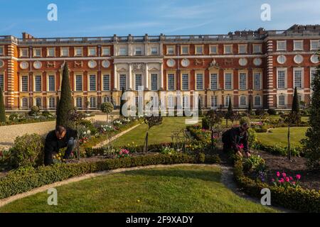 Londra UK 21 aprile 2021 con oltre 100,000 lampadine nei loro giardini per il loro primo Festival dei tulipani nella primavera del 2021. L'Hampton Court Palace e' stato trasformato in un giardino multicolore per i visitatori che vogliono ammirare la grande varieta' di tulipani che iniziarono all'Hampton Court Palace con Mary II L'eredità del suo interesse nel disegno del giardino e nei suoi vasi stravaganti del tulipano può ancora essere visto oggi. Il festival si terrà fino al 3 maggio 2021. Paul Quezada-Neiman/Alamy Live News Foto Stock