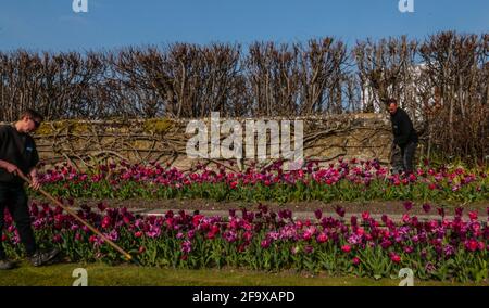 Londra UK 21 aprile 2021 con oltre 100,000 lampadine nei loro giardini per il loro primo Festival dei tulipani nella primavera del 2021. L'Hampton Court Palace e' stato trasformato in un giardino multicolore per i visitatori che vogliono ammirare la grande varieta' di tulipani che iniziarono all'Hampton Court Palace con Mary II L'eredità del suo interesse nel disegno del giardino e nei suoi vasi stravaganti del tulipano può ancora essere visto oggi. Il festival si terrà fino al 3 maggio 2021. Paul Quezada-Neiman/Alamy Live News Foto Stock