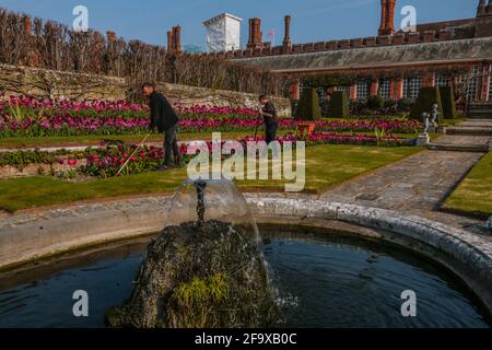 Londra UK 21 aprile 2021 con oltre 100,000 lampadine nei loro giardini per il loro primo Festival dei tulipani nella primavera del 2021. L'Hampton Court Palace e' stato trasformato in un giardino multicolore per i visitatori che vogliono ammirare la grande varieta' di tulipani che iniziarono all'Hampton Court Palace con Mary II L'eredità del suo interesse nel disegno del giardino e nei suoi vasi stravaganti del tulipano può ancora essere visto oggi. Il festival si terrà fino al 3 maggio 2021. Paul Quezada-Neiman/Alamy Live News Foto Stock