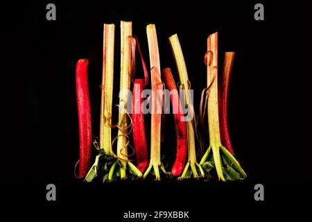 Rhubarb rosso e verde in altezza su sfondo nero, colorata e fresca vita, primo piano. Foto Stock