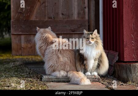 Norvegese gatto foresta femmina e maschio seduta di fronte il loro rifugio in una giornata di sole Foto Stock