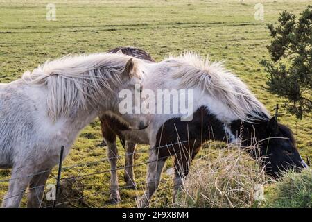Iconici pony di Bodmin senza tempo in un campo su Bodmin Moor in Cornovaglia.