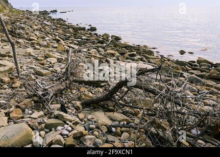 Immondizia sulla riva. Rami e vecchi alberi gettati a terra dopo una tempesta. Spiaggia di pietra. Natura sfondo. Foto Stock