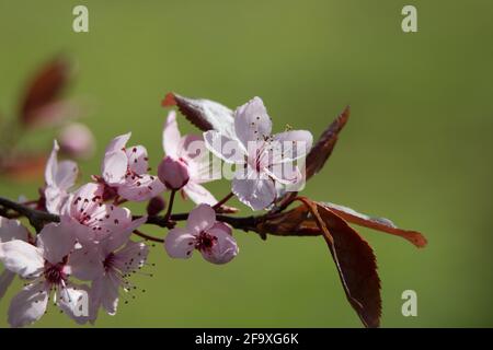 Prunus cerasifera nigra, ciliegia rosa, prugna amarena, ciliegia fiorente, fioritura al sole primaverile, vista ravvicinata Foto Stock