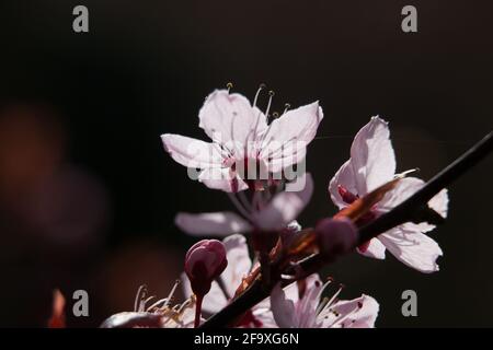 Fiori di prugna di ciliegia rosa al sole, Prunus cerasifera nigra, amarena prugna, ciliegia fiorente, fioritura al sole primaverile, vista ravvicinata Foto Stock