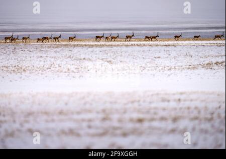 (210421) -- YUSHU, 21 aprile 2021 (Xinhua) -- UNA mandria di antilopi tibetani viaggia verso il lago Zonag nella riserva naturale nazionale di Hoh XIL, nella provincia di Qinghai, a nord-ovest della Cina, il 20 aprile 2021. Molti antilopi tibetani si sono abbattuto nella zona di Wudaoliang tra le recenti nevicate di Hoh XIL, preparandosi per il loro viaggio migratorio. Il lago Zonag di Hoh XIL è conosciuto come la 'stanza di consegna' per la specie. Ogni anno, le antilopi tibetane incinte iniziano a migrare verso Hoh XIL a maggio per partorire, e poi migrano di nuovo verso i loro habitat con la loro prole intorno ad agosto. Antilopi tibetani sono per lo più trovate Foto Stock