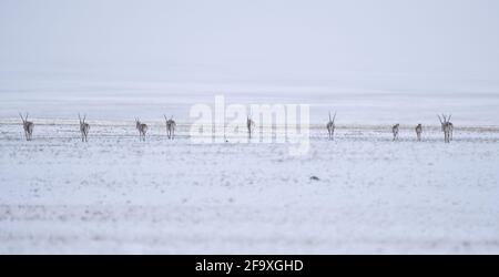 (210421) -- YUSHU, 21 aprile 2021 (Xinhua) -- UNA mandria di antilopi tibetani viaggia verso il lago Zonag nella riserva naturale nazionale di Hoh XIL, nella provincia di Qinghai, a nord-ovest della Cina, il 20 aprile 2021. Molti antilopi tibetani si sono abbattuto nella zona di Wudaoliang tra le recenti nevicate di Hoh XIL, preparandosi per il loro viaggio migratorio. Il lago Zonag di Hoh XIL è conosciuto come la 'stanza di consegna' per la specie. Ogni anno, le antilopi tibetane incinte iniziano a migrare verso Hoh XIL a maggio per partorire, e poi migrano di nuovo verso i loro habitat con la loro prole intorno ad agosto. Antilopi tibetani sono per lo più trovate Foto Stock