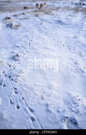 (210421) -- YUSHU, 21 aprile 2021 (Xinhua) -- UNA mandria di antilopi tibetani lascia le loro impronte nella neve sul loro modo di migrazione nella riserva naturale nazionale di Hoh XIL, nella provincia di Qinghai nella Cina nord-occidentale, il 20 aprile 2021. Molti antilopi tibetani si sono abbattuto nella zona di Wudaoliang tra le recenti nevicate di Hoh XIL, preparandosi per il loro viaggio migratorio. Il lago Zonag di Hoh XIL è conosciuto come la 'stanza di consegna' per la specie. Ogni anno, le antilopi tibetane incinte iniziano a migrare verso Hoh XIL a maggio per partorire, e poi migrano di nuovo verso i loro habitat con la loro prole intorno ad agosto. Foto Stock