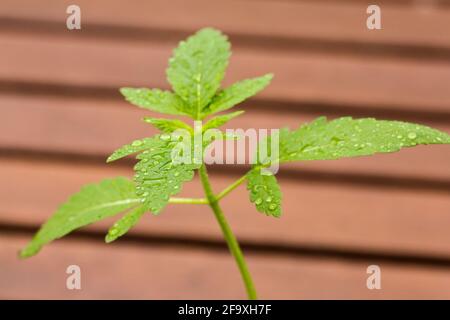 Una piccola segatura di cannabis in vaso in una piccola pentola di plastica. Medicina domestica, medicina alternativa, concetto mediale di marijuana Foto Stock