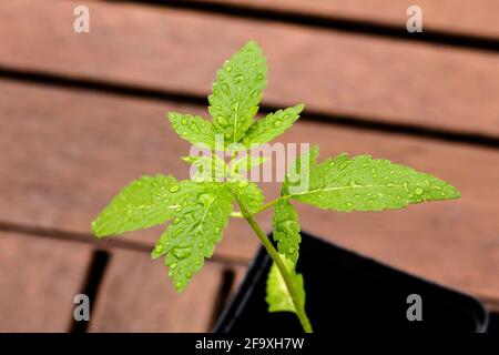 Una piccola segatura di cannabis in vaso in una piccola pentola di plastica. Medicina domestica, medicina alternativa, concetto mediale di marijuana Foto Stock