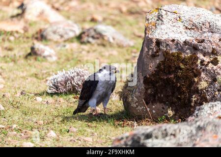 Augur Buzzard, Buteo augur, Bale National Park, Etiopia, Africa fauna selvatica Foto Stock