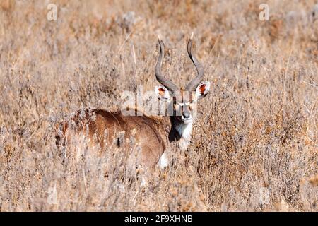 Maestoso maschio di endemico molto raro montagna nyala, Tragelaphus buxtoni, grande antilope in habitat naturale montagna Bale Parco Nazionale, Etiopia, Africa Foto Stock