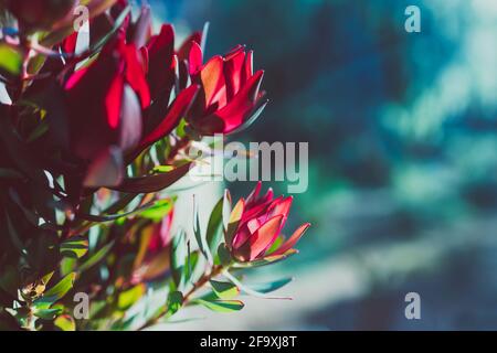 primo piano di fiori rossi di protea in vaso al coperto dal finestra con bokeh cortile sullo sfondo girato a basso profondità di campo Foto Stock