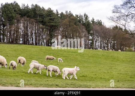 Un piccolo gregge di nuovi agnelli all'aperto in primavera Inghilterra. Foto Stock