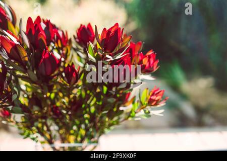 primo piano di fiori rossi di protea in vaso al coperto dal finestra con bokeh cortile sullo sfondo girato a basso profondità di campo Foto Stock