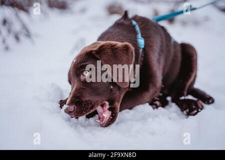 Cute marrone labrador cucciolo in neve giocare, divertirsi e correre in Germania. Foto Stock