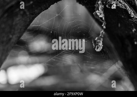 una rete di ragno abbandonata su un ramo spesso, un cobweb incorniciato da un ramo spesso, foto in bianco e nero Foto Stock