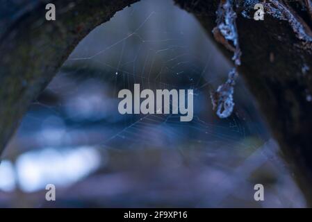 una rete di ragno abbandonata su un ramo spesso, un cobweb incorniciato da un ramo spesso Foto Stock