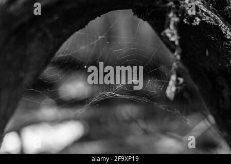 una rete di ragno abbandonata su un ramo spesso, un cobweb incorniciato da un ramo spesso, foto in bianco e nero Foto Stock