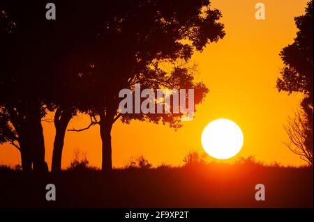 Tramonto dorato sulla prateria, scenario invernale nel Parco Nazionale di Khao Yai, Thailandia, Sito Patrimonio dell'Umanità dell'UNESCO. Foto Stock