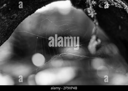 una rete di ragno abbandonata su un ramo spesso, un cobweb incorniciato da un ramo spesso, foto in bianco e nero Foto Stock